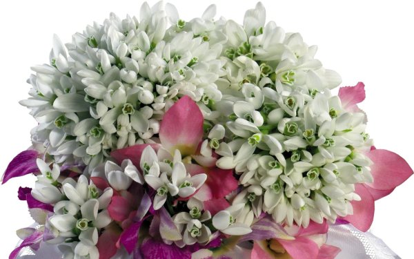 Фрезия первоцвет