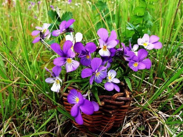 Анютины глазки Лесная фиалка