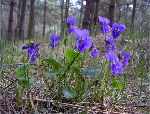 Фиалка собачья (Viola Canina)