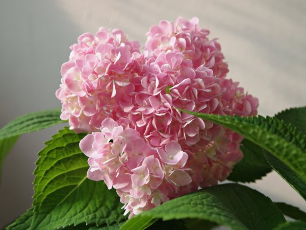 Raspberry Pink гортензия