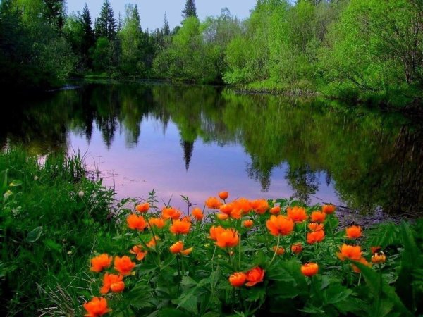 Лето лес река цветы