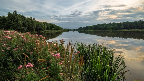 Природа лес озеро лето река цветы