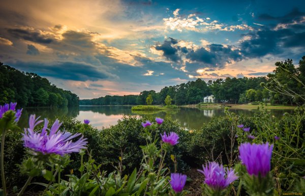 Река природа и цветы
