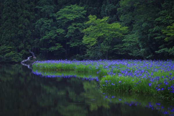 Синяя природа