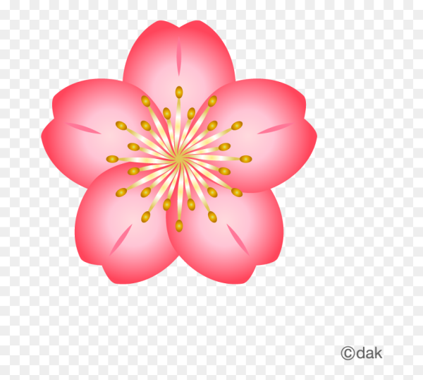 Цветок Сакуры вектор