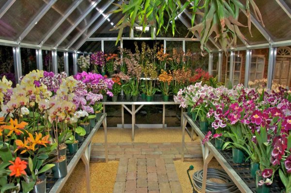 Цветы Эквадор Greenhouses