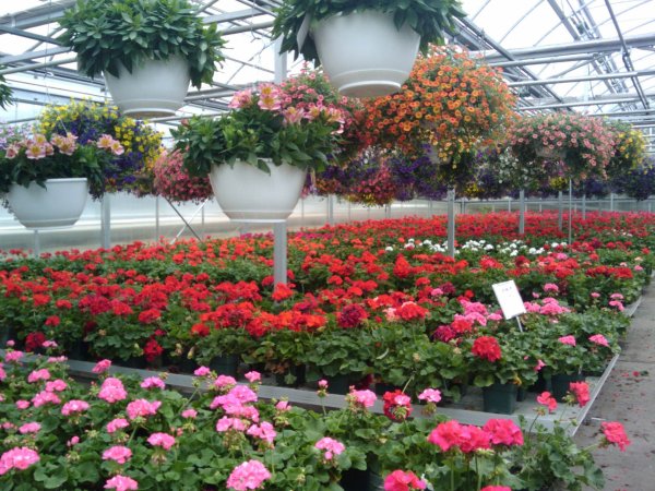 Greenhouse Армения роза