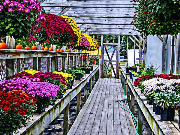 Цветы Эквадор Greenhouses