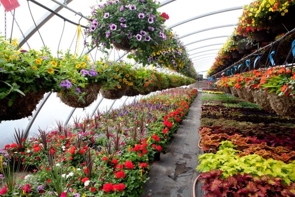 Цветы Эквадор Greenhouses