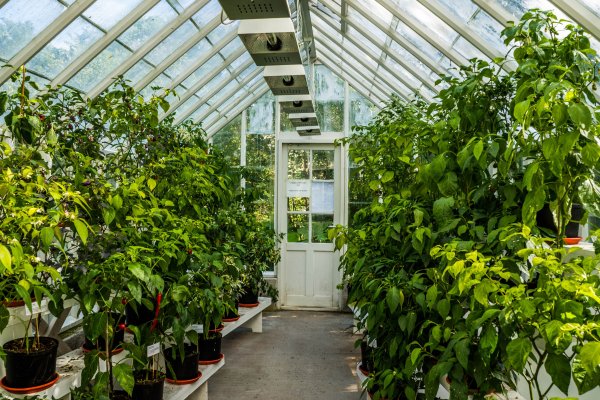 Теплица Елены Власенко Green House
