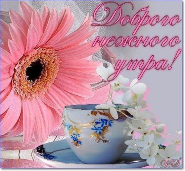 Красивые пожелания с добрым утром и хорошего дня