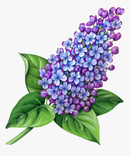 Сирень рисунок