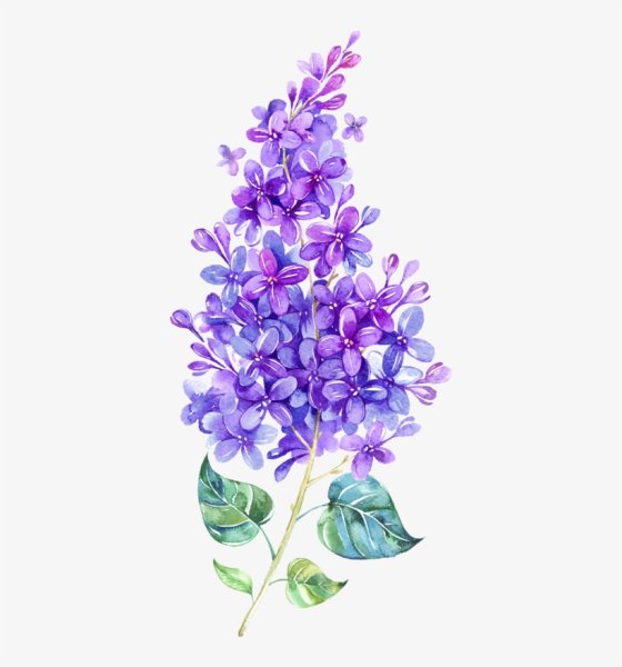 Сирень рисунок