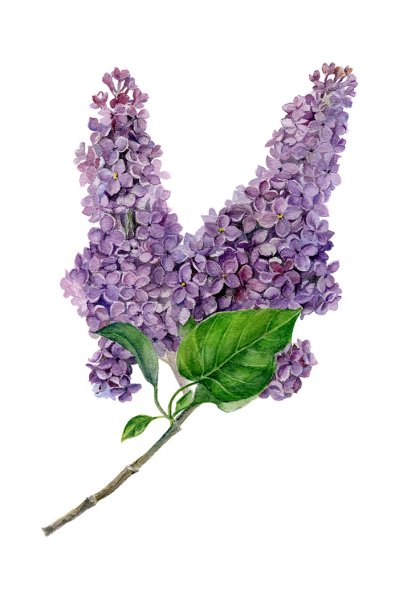Сирень для детей
