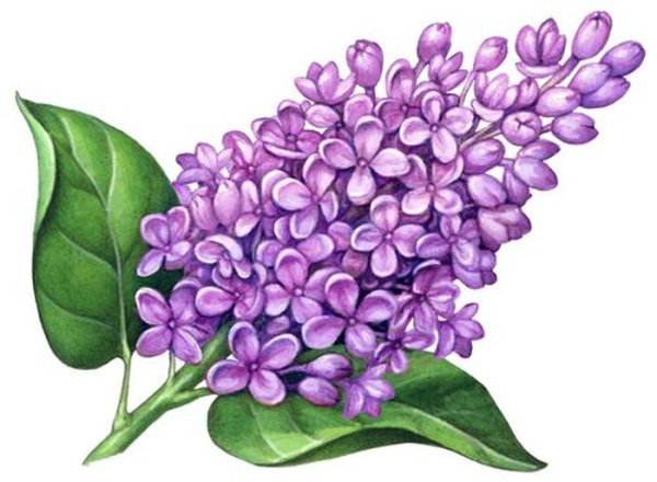 Сирень мультяшная