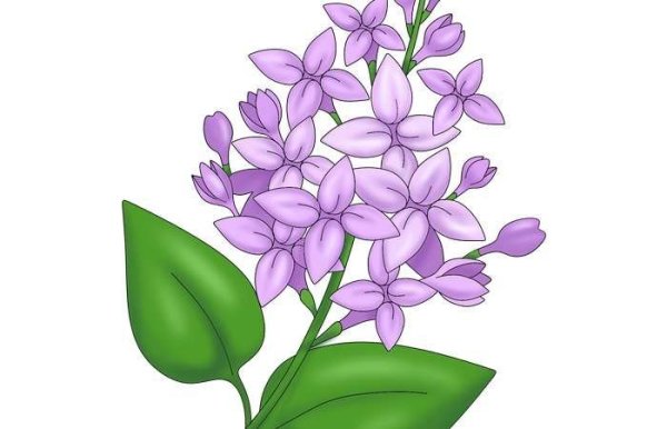 Сирень карандашом