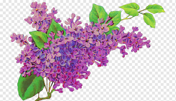 Сирень референс