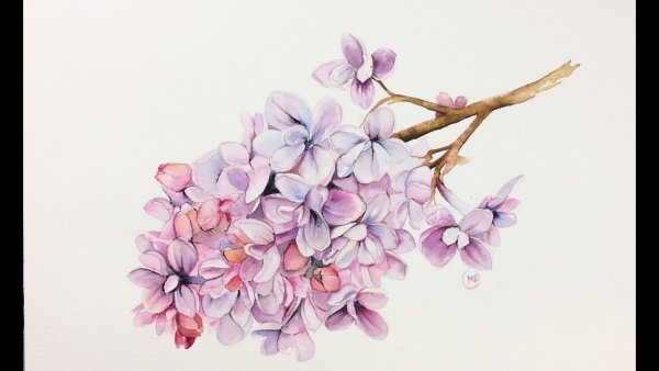 Рисунки сирени для срисовки