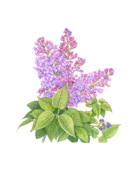 Куст сирени