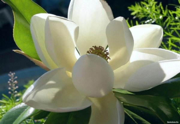 Магнолия (Magnolia)