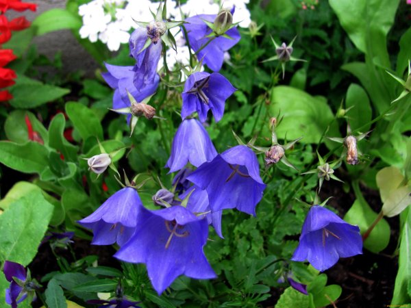 Колокольчик Кампана Lilac