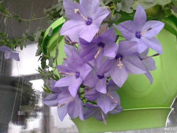 Кампанула Портеншлага синяя