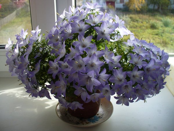 Кампанула цветок