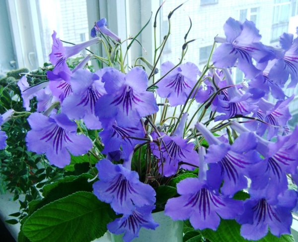 Кампанула Блауранка