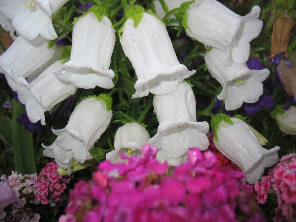 Комнатные цветы цветущие колокольчиками