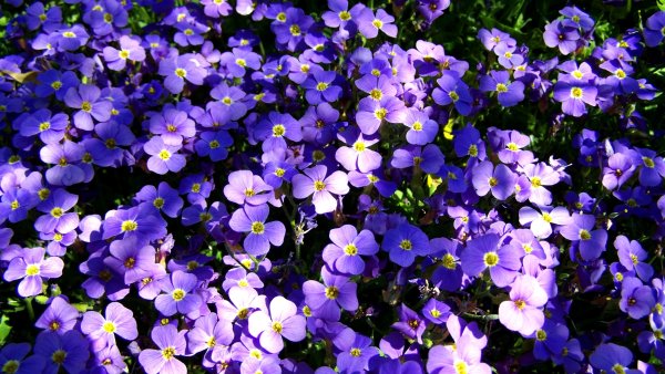 Остеоспермум Cape Daisy Purple illumination