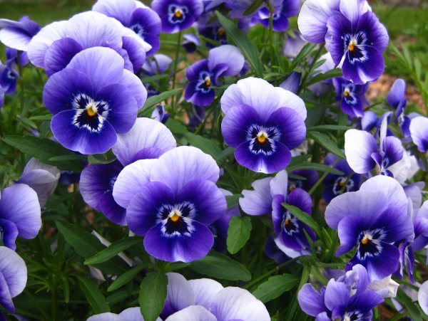 Лаванда узколистная Hidcote