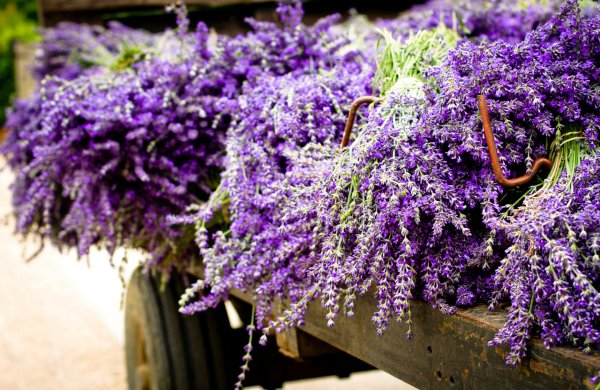Лаванда Lavandula Vera
