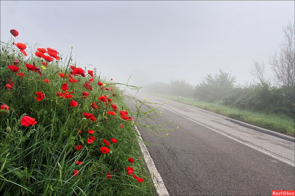 Растения вдоль дорог