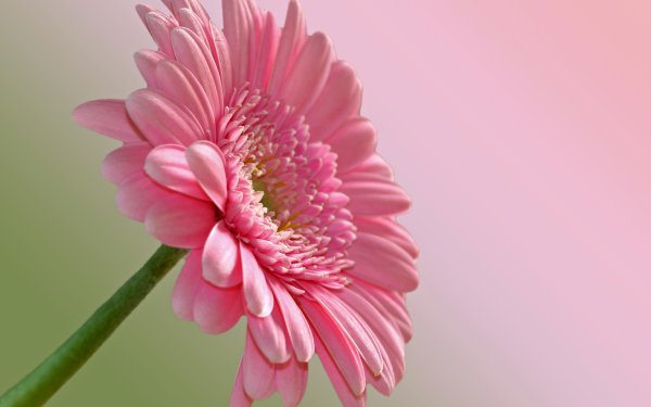 Природа цветы