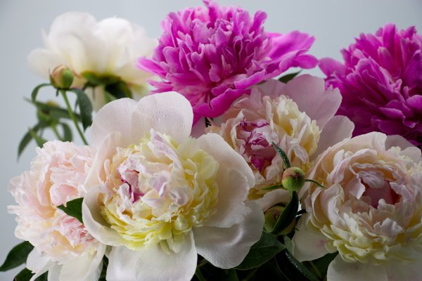Пион Ruffled Flash