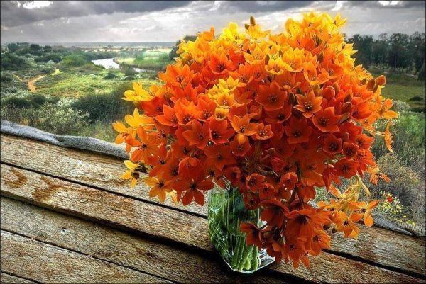 Рыжие цветы