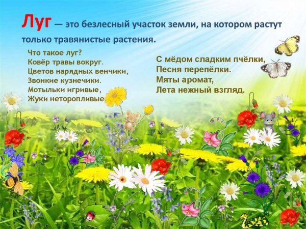 Луг и его обитатели