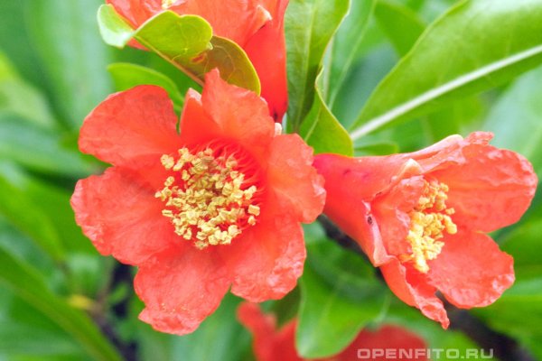 Punica granatum цветет