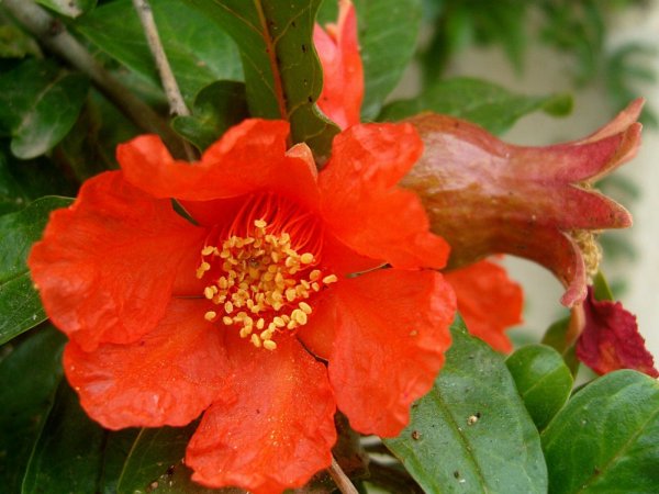 Punica granatum цветет