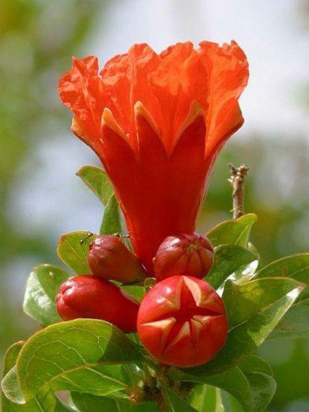 Punica granatum