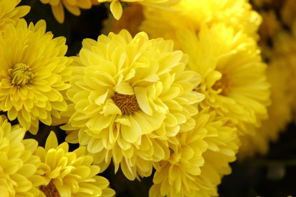 Хризантема Wonder Yellow