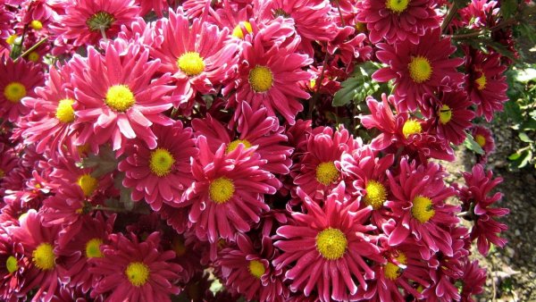 Хризантема Chrysanthemum
