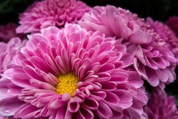 Хризантема Chrysanthemum