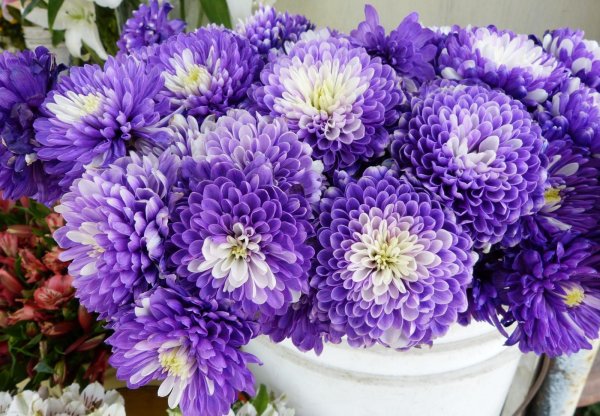 Хризантема Bigoudi Purple