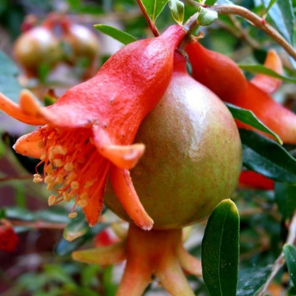 Punica granatum цветет