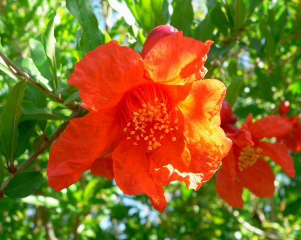 Punica granatum цветет