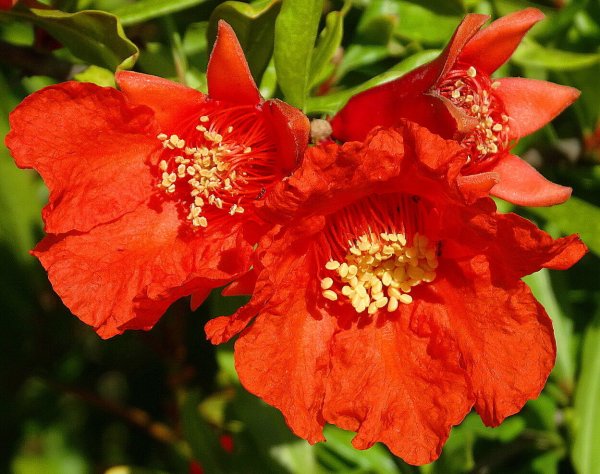 Punica granatum цветет