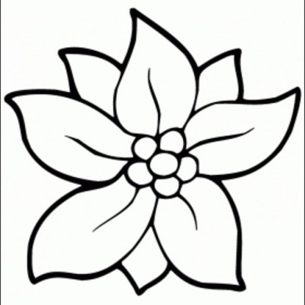 Цветы карандашом