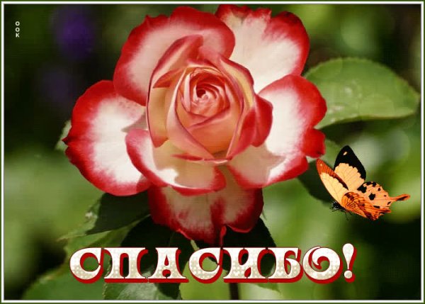 Спасибо от души