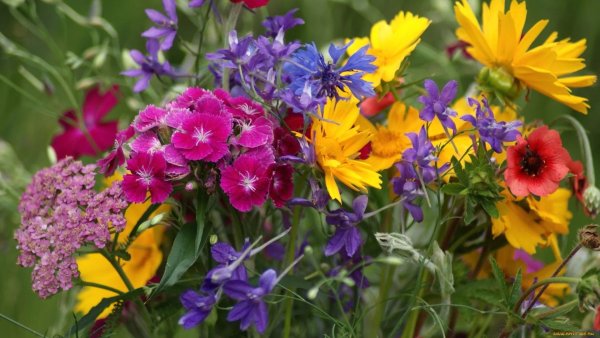 Яркие летние цветы